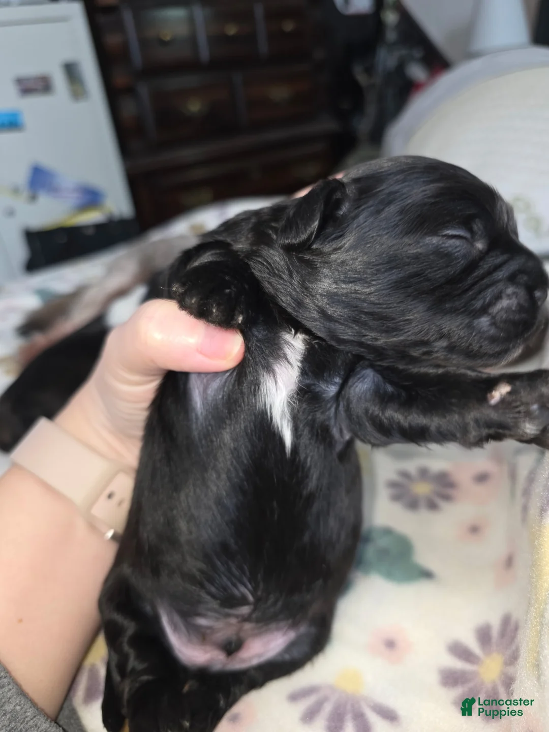 Shihpoo dogs for sale: Shihpoo Puppy 2 - Ad 4