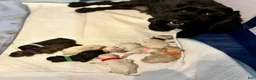 Cockapoo dogs for sale:  3. Grandpa - Ad 19