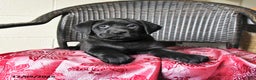 Labrador Retriever dogs for sale: Bella   - Ad 3