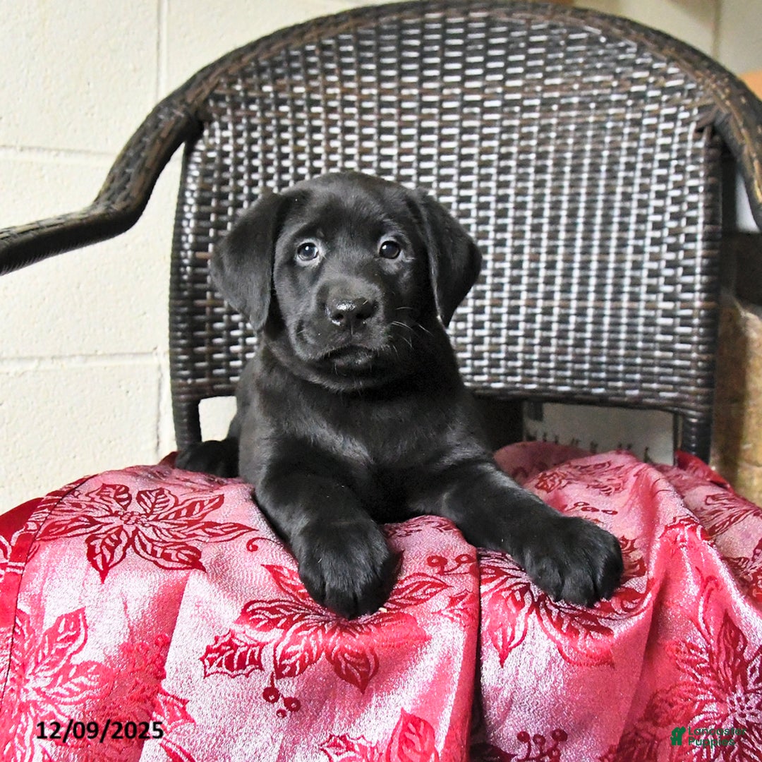 Labrador Retriever dogs for sale: Bella   - Ad 3