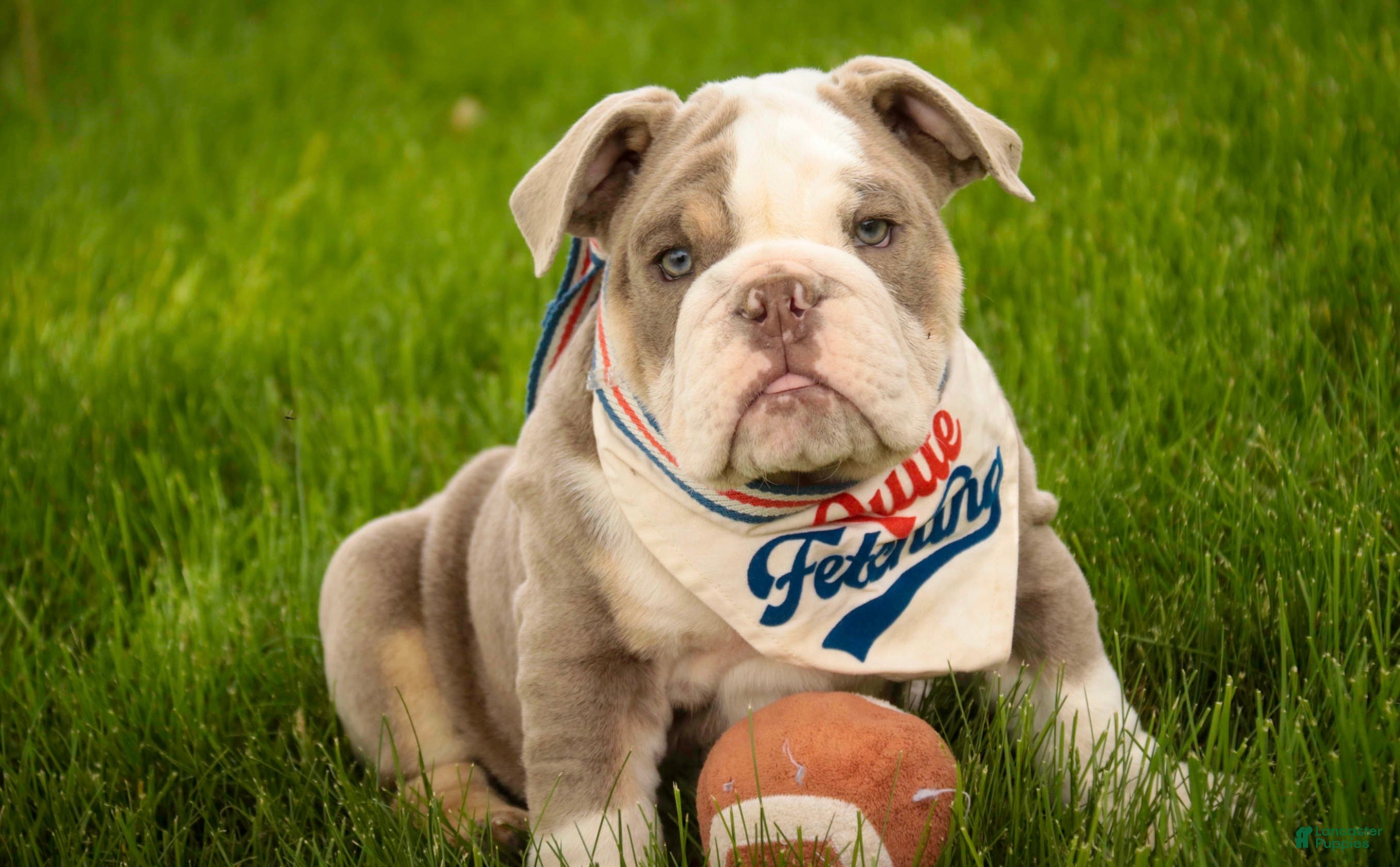 English Bulldog dogs Nate English Bulldog Puppy  - Ad 1
