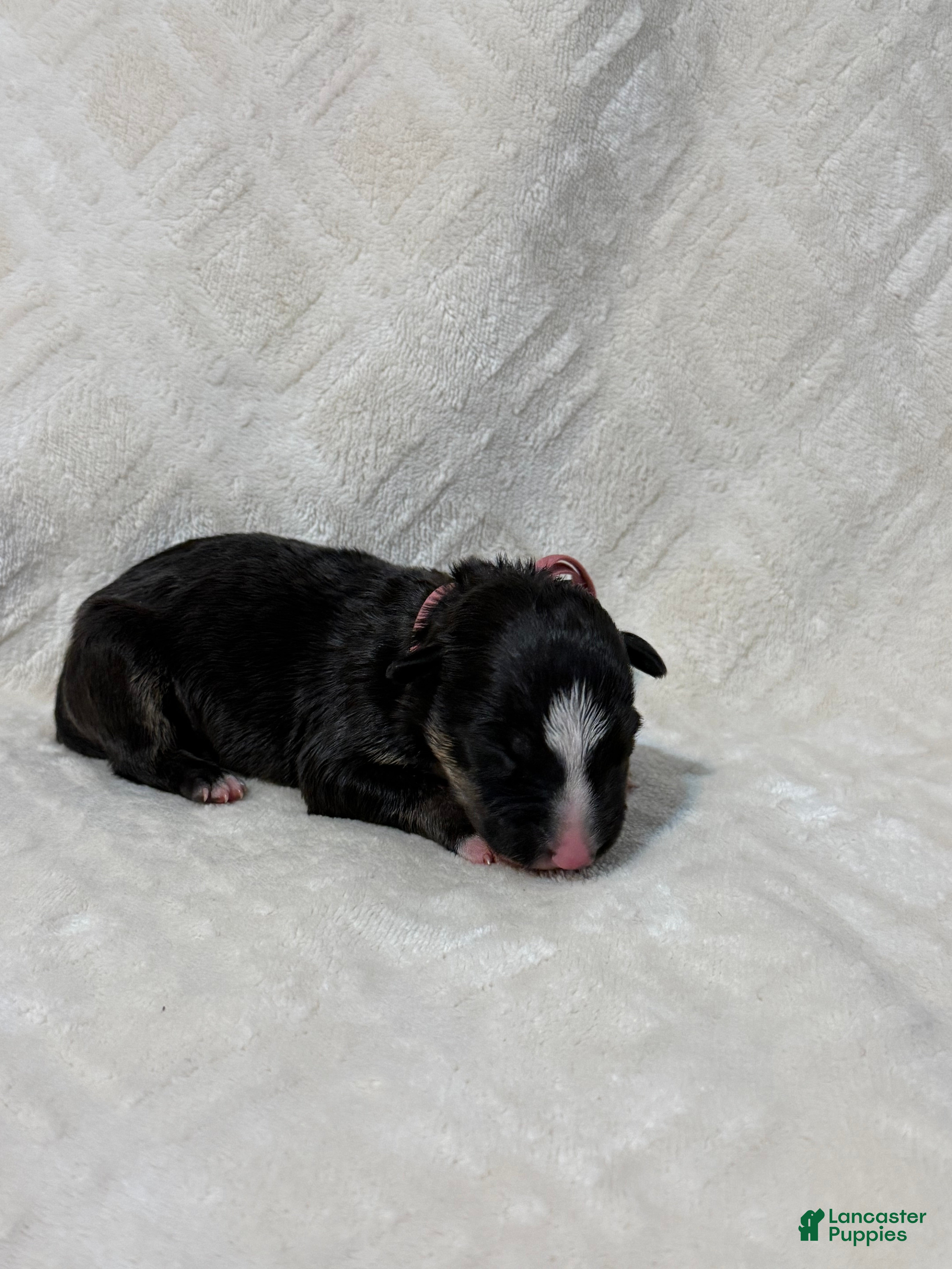 Bull Terrier dogs for sale: BOY 4 - Ad 2