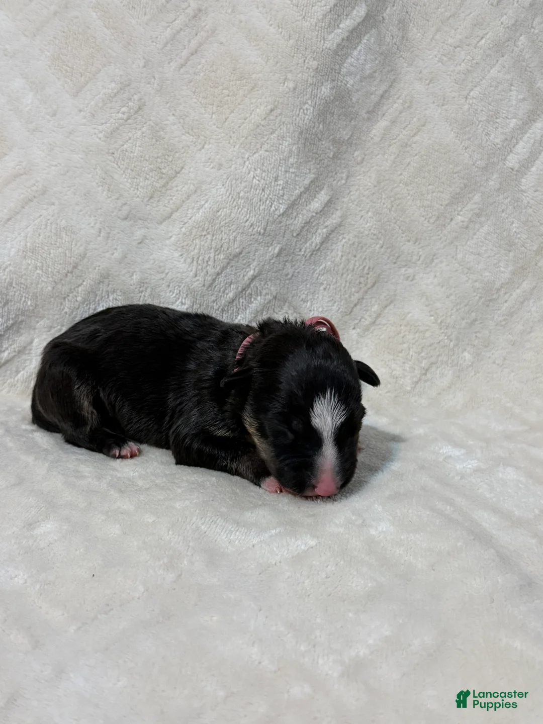 Bull Terrier dogs for sale: BOY 4 - Ad 2