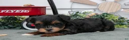 Yorkiepoo dogs for sale: Tootsie - Ad 2