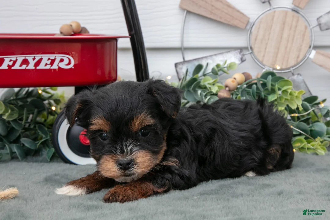Yorkiepoo dogs for sale: Tootsie - Ad 2