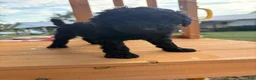 Standard Poodle dogs for sale: Standard Poodle(Coal) - Ad 2