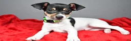 Toy Fox Terrier dogs for sale: Nash - Ad 9