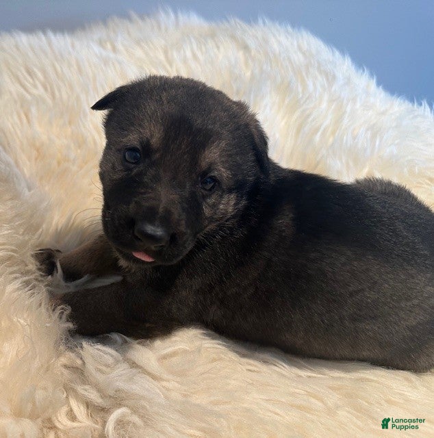 German Shepherd dogs Diesel - Ad 2