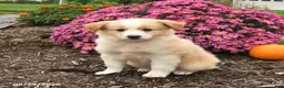 Miniature Australian Shepherd dogs for sale: Jasper - Ad 3