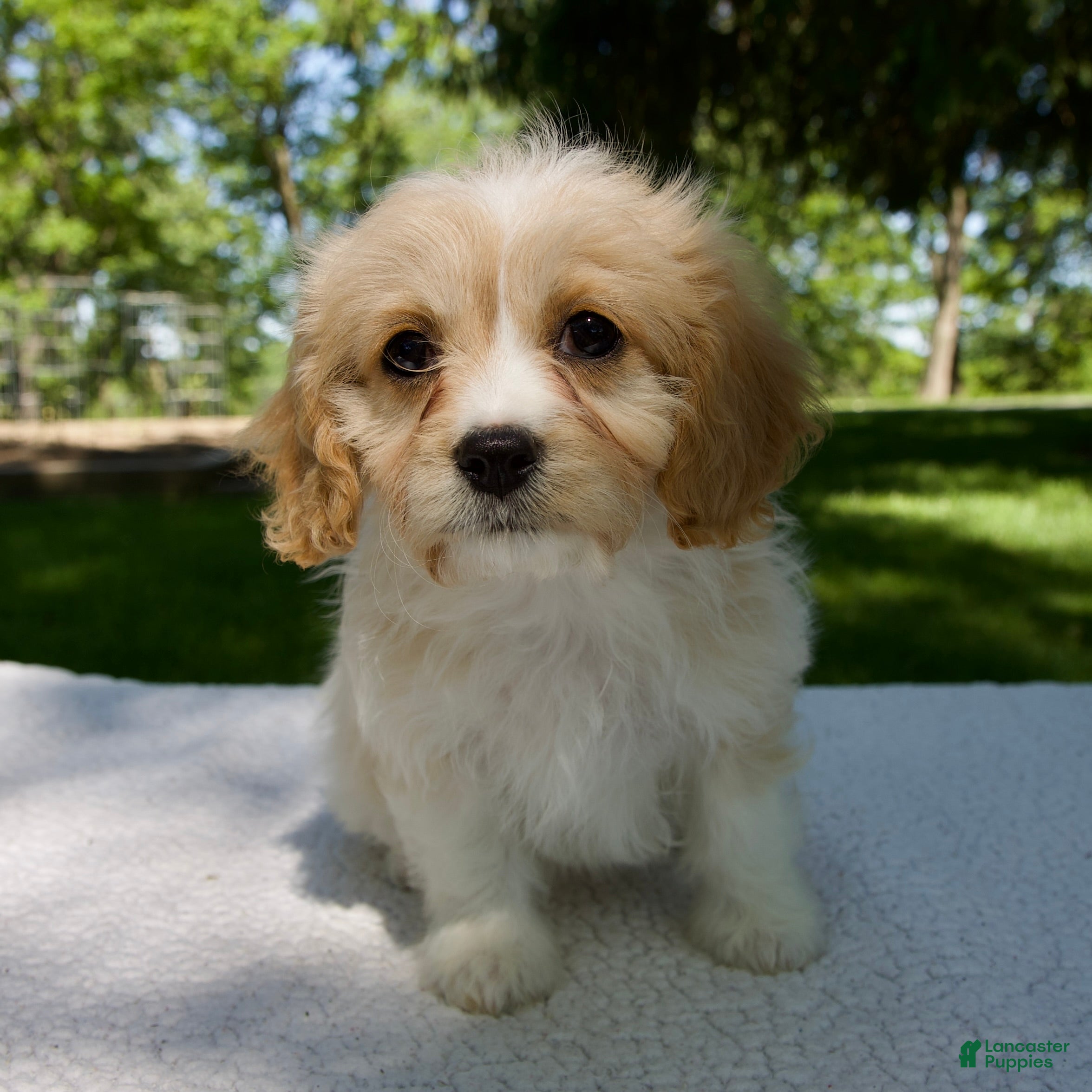 Cavapoo dogs for sale: Ella - Ad 1