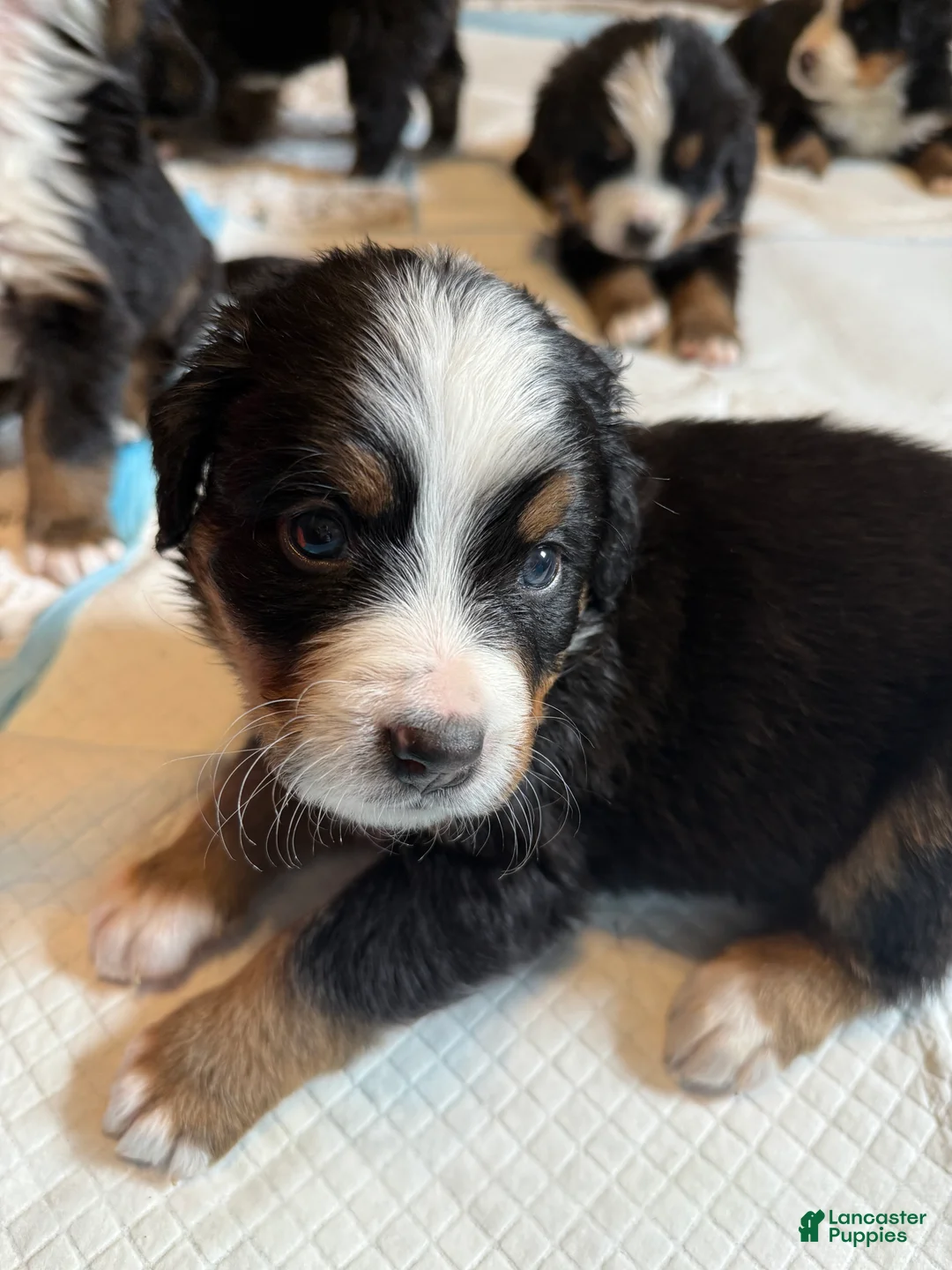 Bernese Mountain Dog dogs for sale: Squirt - Ad 1