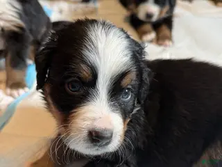 Bernese Mountain Dog dogs Squirt - Ad 16