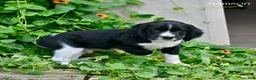 English Springer Spaniel dogs for sale: Samson  - Ad 3
