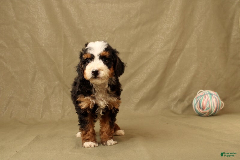 Mini Bernedoodle dogs Billy - Ad 1