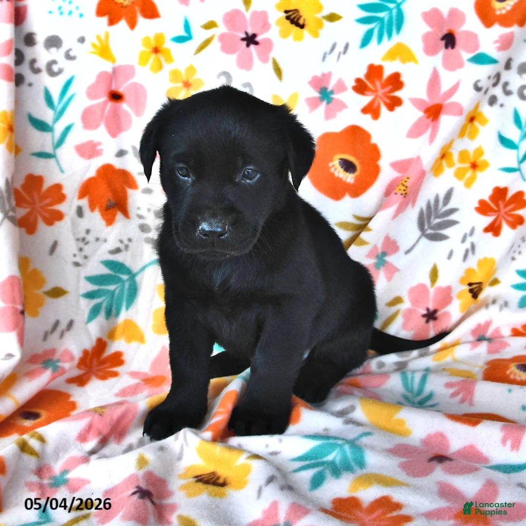 Labrador Retriever dogs for sale: Coffee - Ad 2