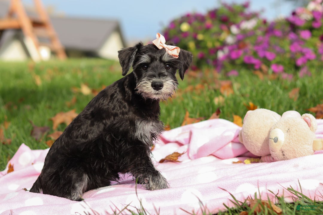 Miniature Schnauzer dogs for sale: Brianna - Ad 2