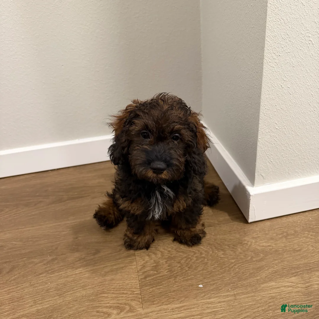 Shihpoo dogs for sale: St. Peter  - Ad 4
