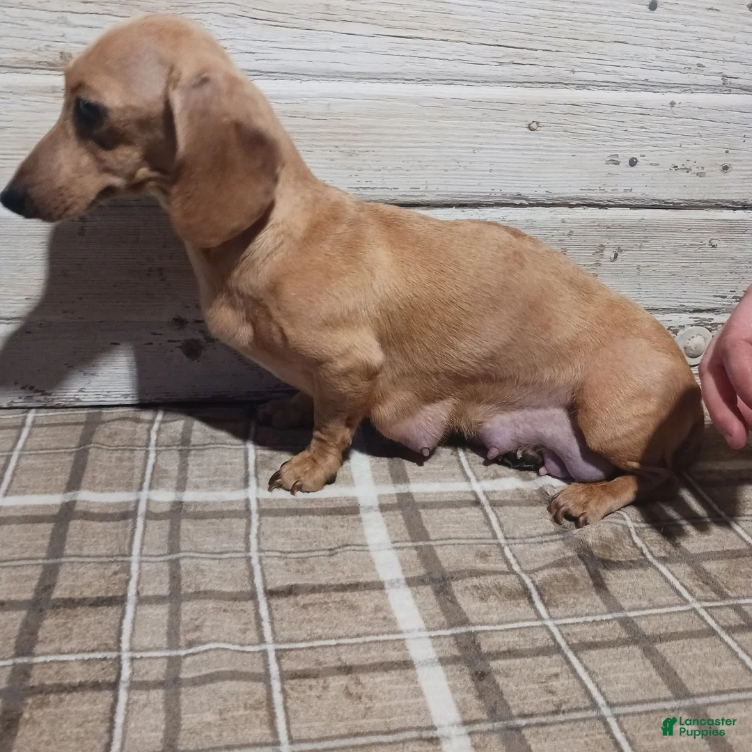 Miniature Dachshund dogs for sale: Snoopy - Ad 6