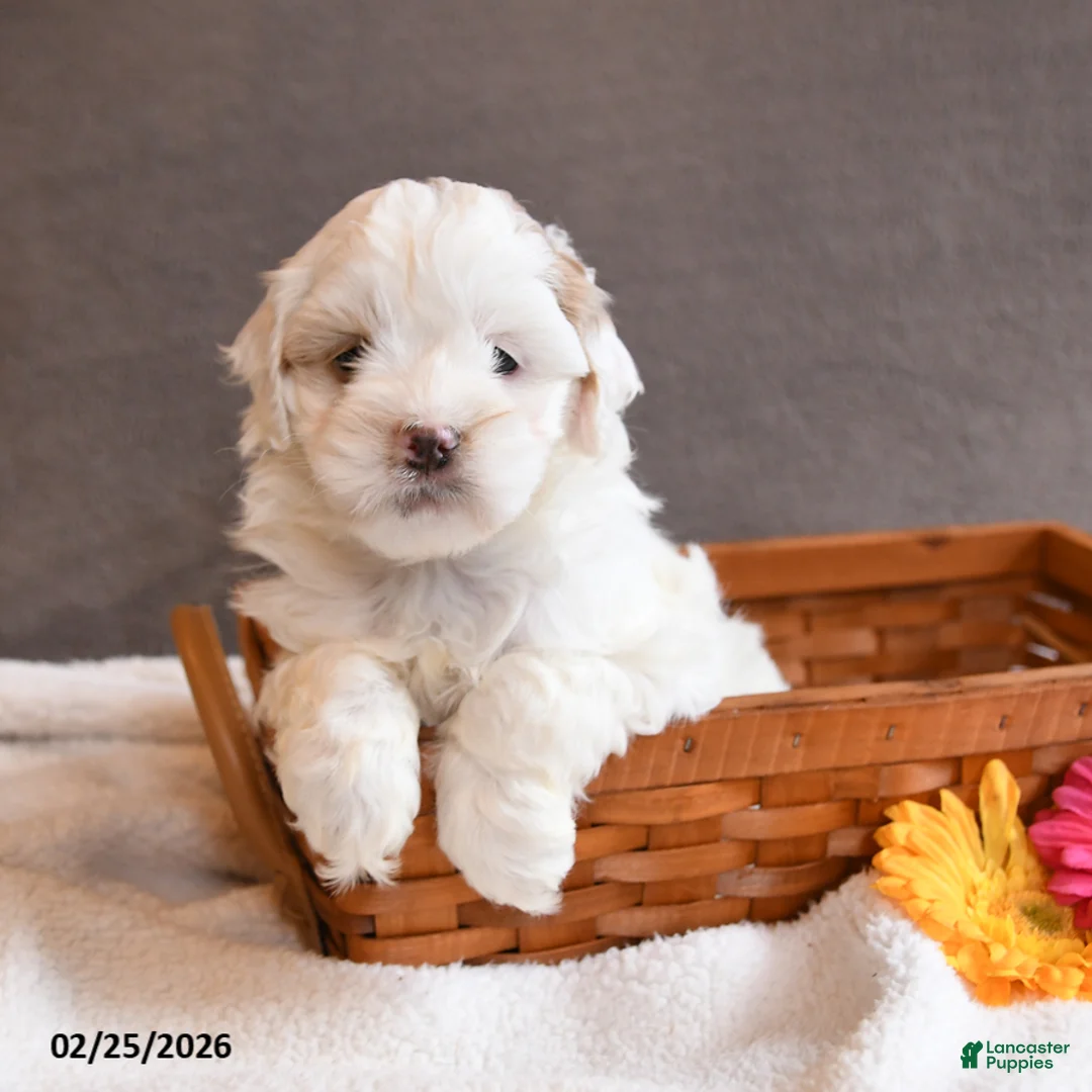 Cockapoo dogs for sale: Daffodil - Ad 3