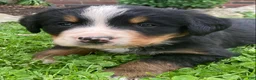 Bernese Mountain Dog dogs for sale: Jasper - Ad 4