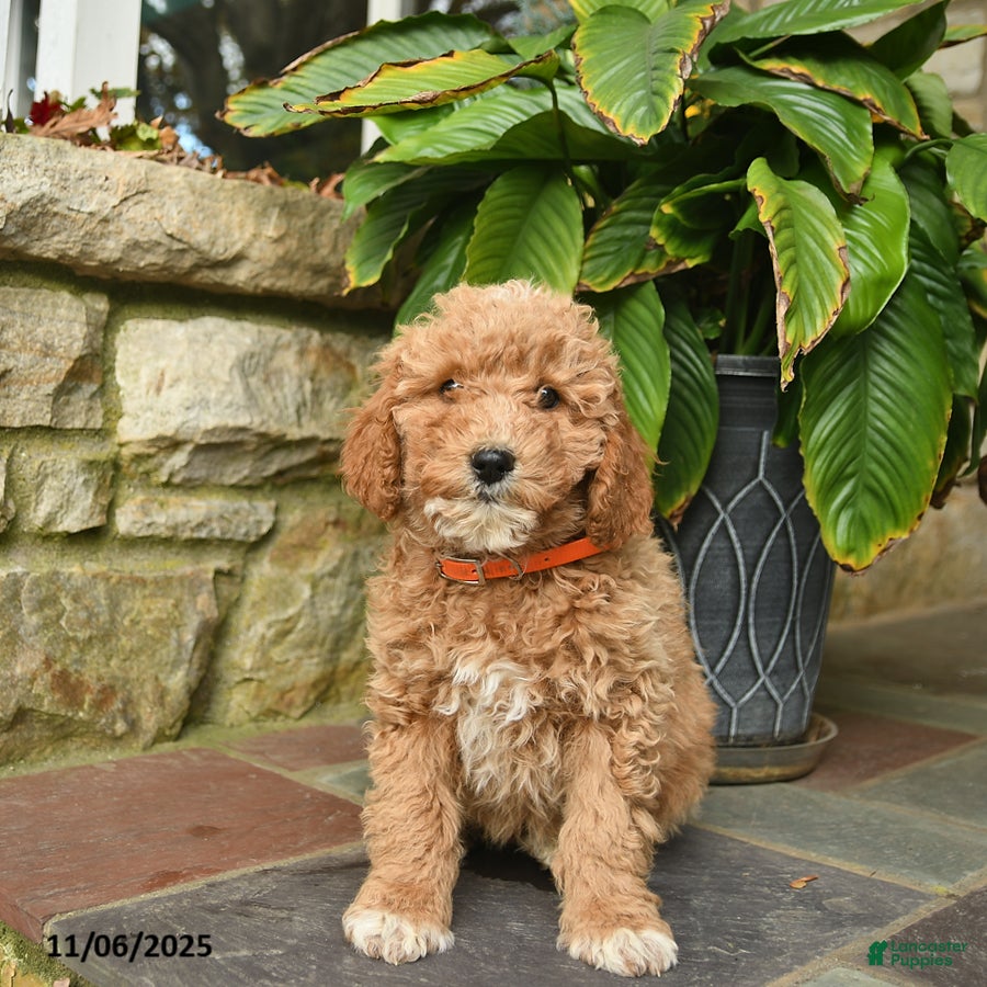 Mini Goldendoodle dogs Base  - Ad 13