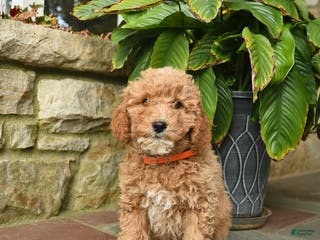 Mini Goldendoodle dogs Base - Ad 1