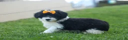 Corgipoo dogs for sale: NORMAN - Ad 7