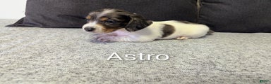 Astro