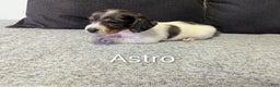 Miniature Dachshund dogs for sale: Astro - Ad 1