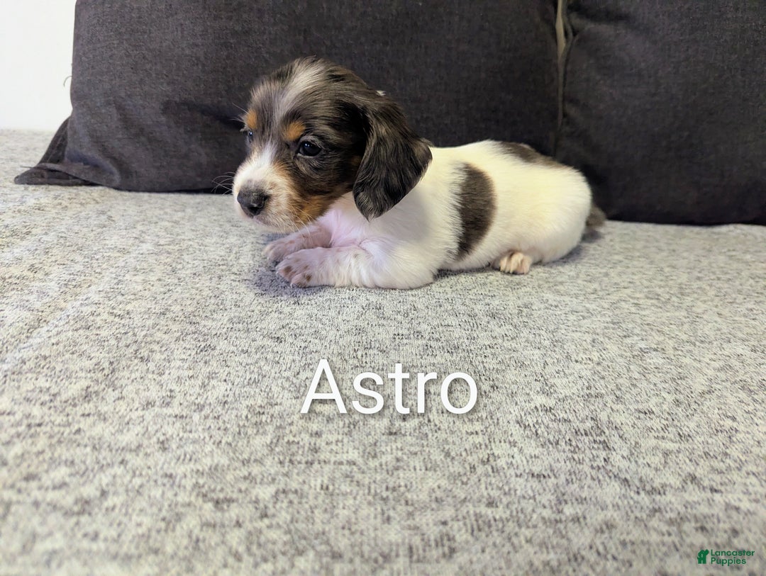 Miniature Dachshund dogs for sale: Astro - Ad 1