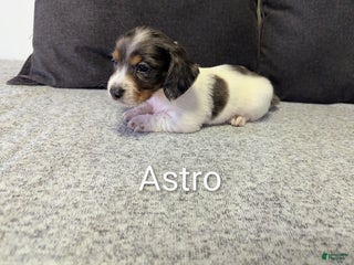 Miniature Dachshund dogs Astro - Ad 13