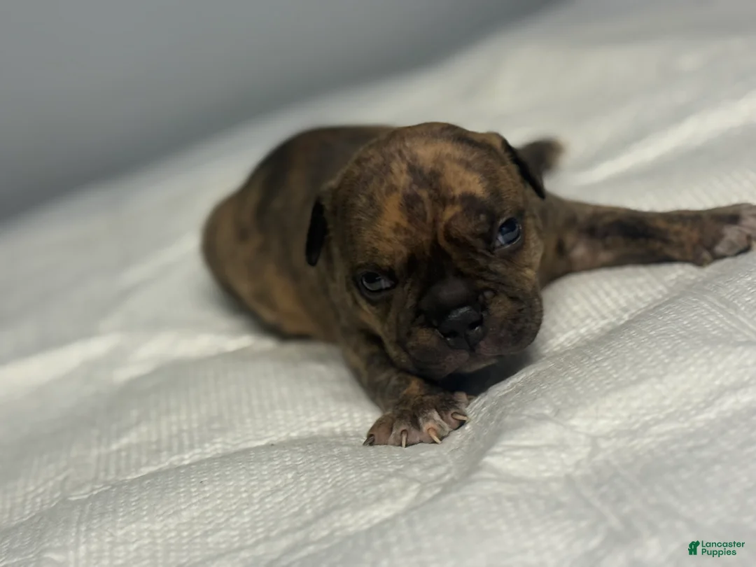 American Bully dogs for sale: American Bully 2 - Ad 2