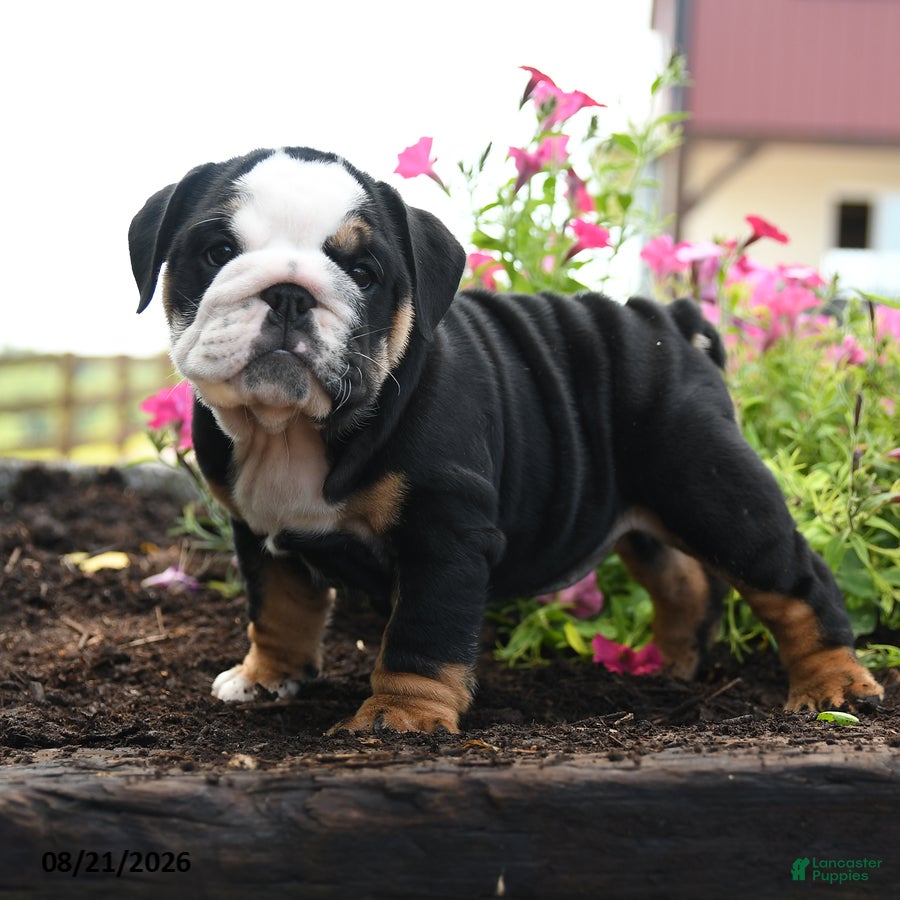 English Bulldog dogs Nicky - Ad 1