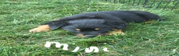 Rottweiler dogs for sale: Mini - Ad 1