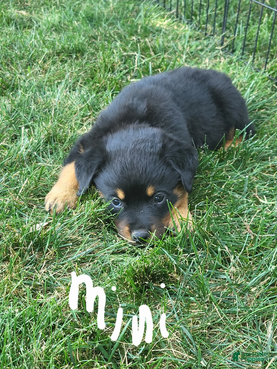 Rottweiler dogs for sale: Mini - Ad 1