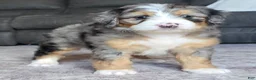 Mini Bernedoodle dogs for sale: Mini Mia - Ad 11