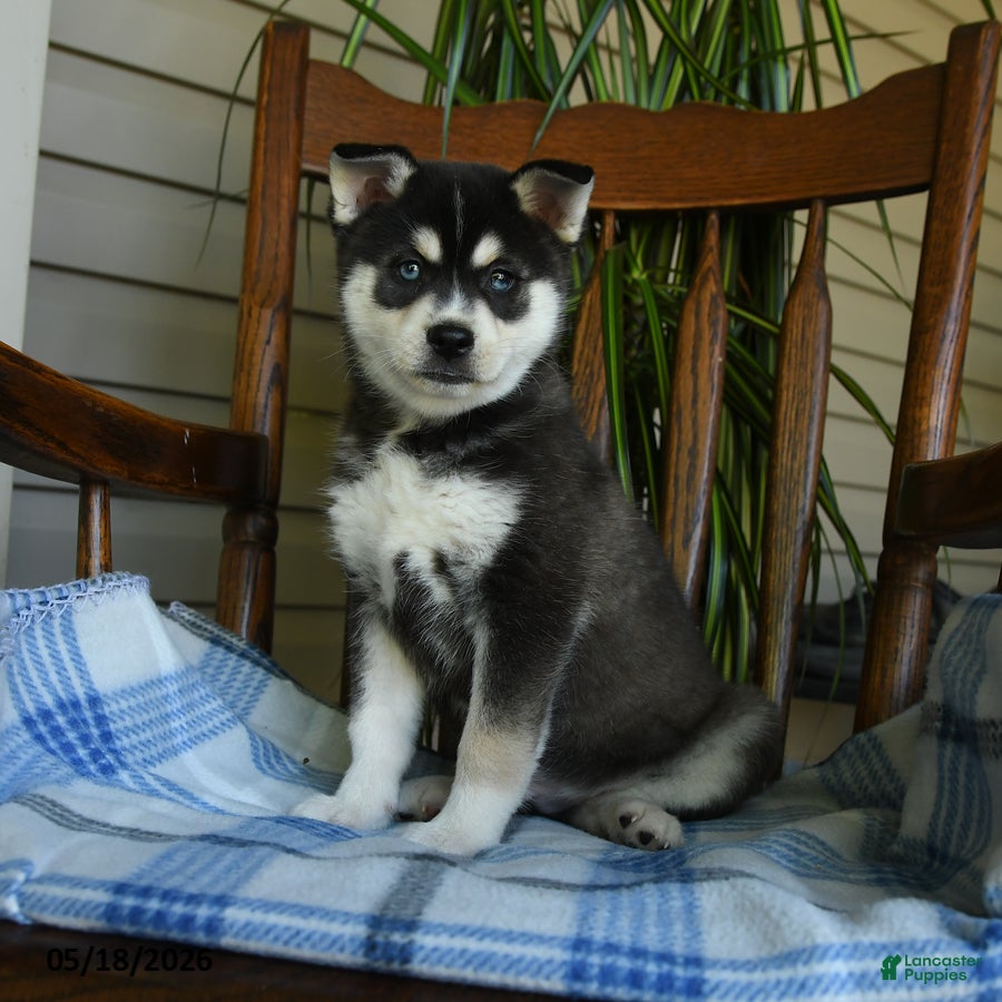 Alaskan Klee Kai dogs Duke - Ad 1