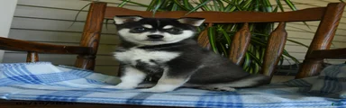 Duke