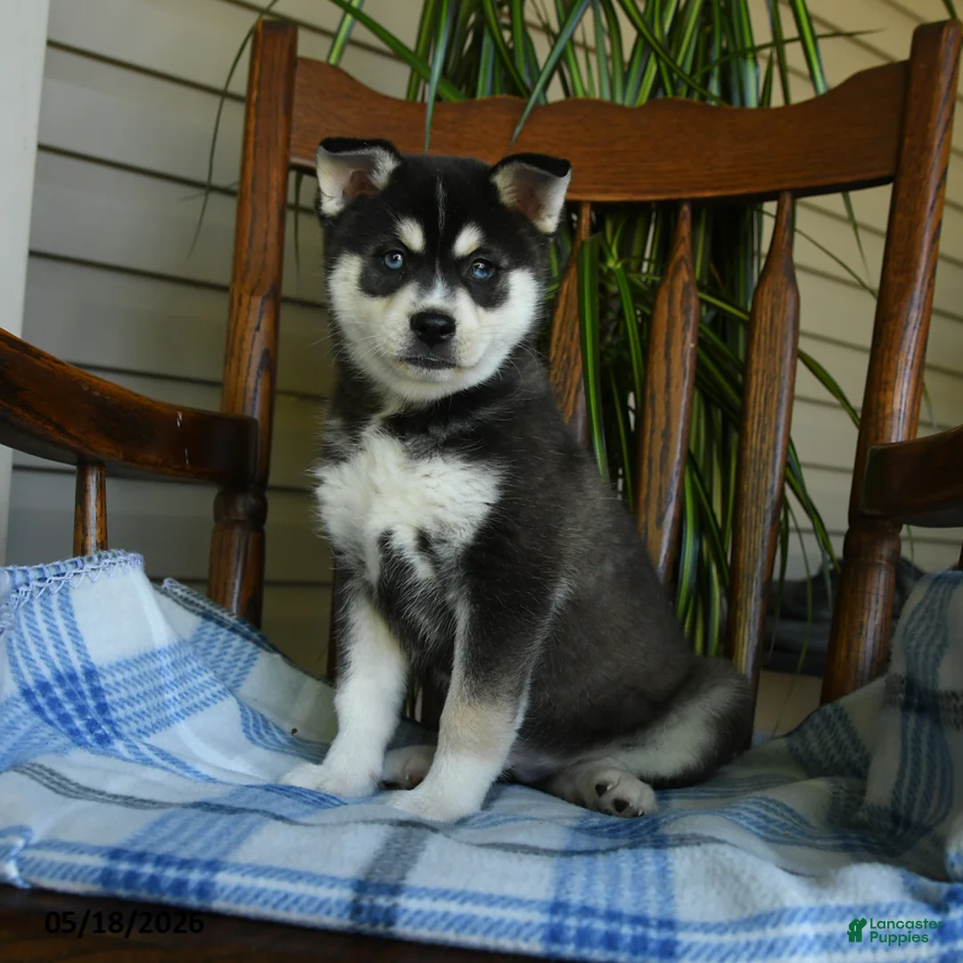 Alaskan Klee Kai dogs for sale: Duke - Ad 1