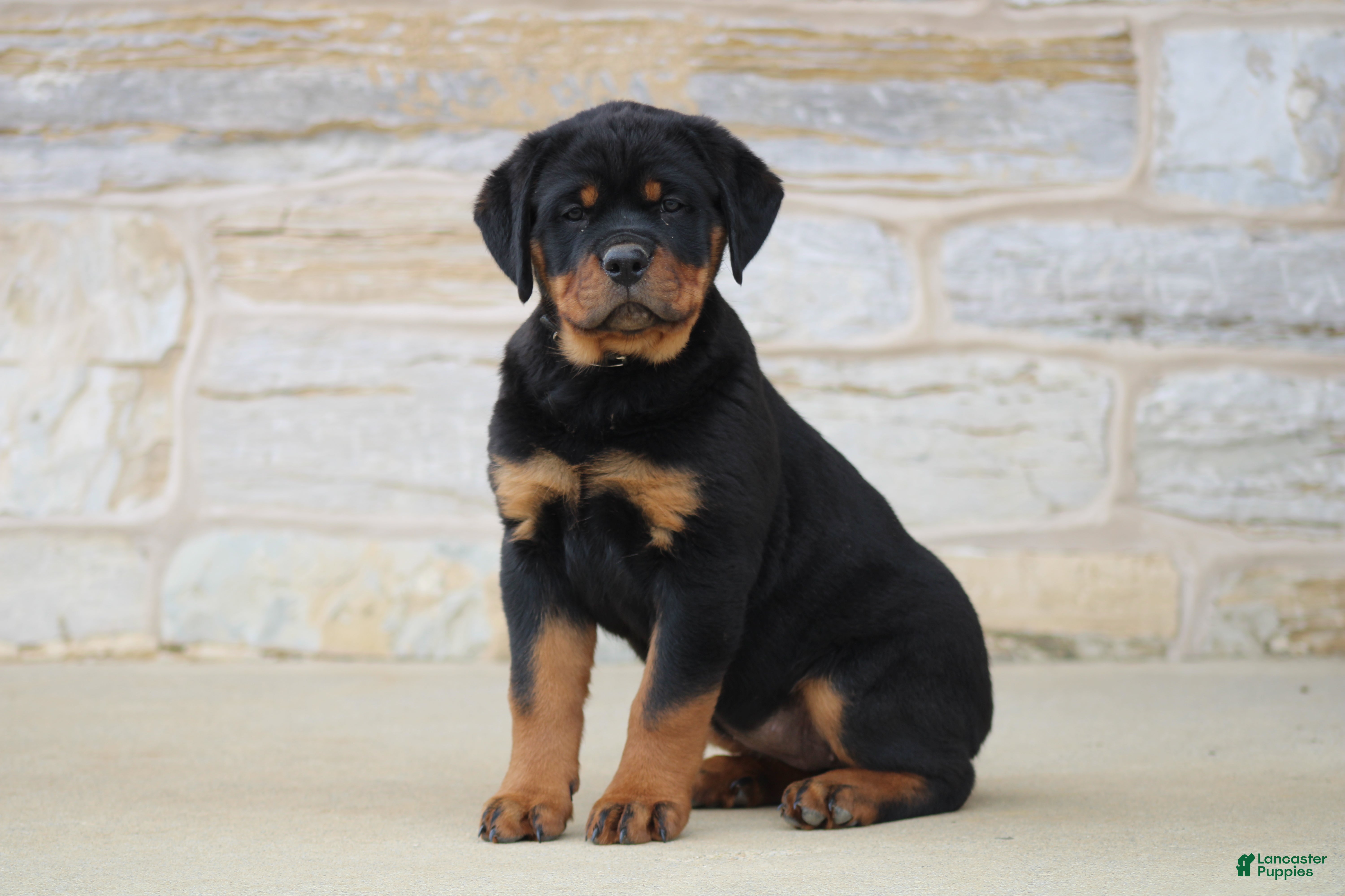 Rottweiler dogs Harmony - Ad 39