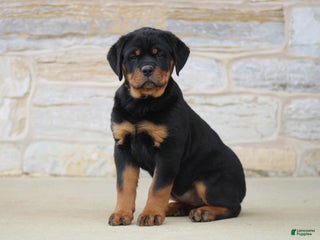 Rottweiler dogs Harmony - Ad 26