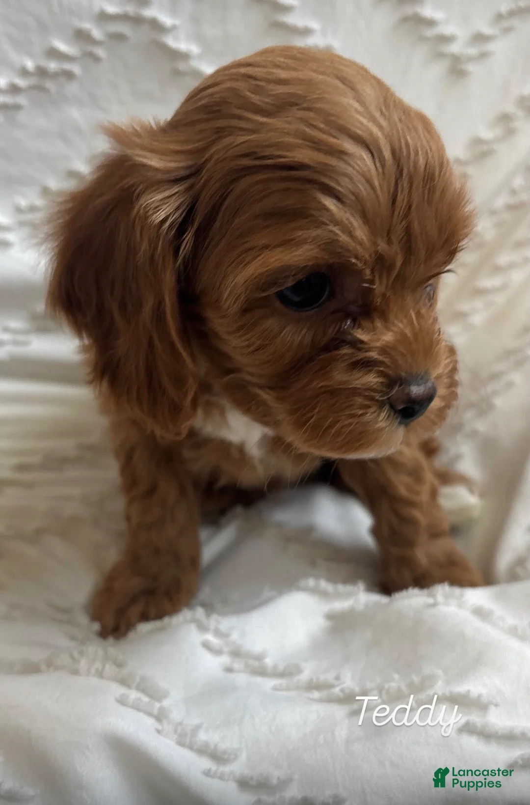 Cavapoo dogs for sale: Teddy - Ad 1