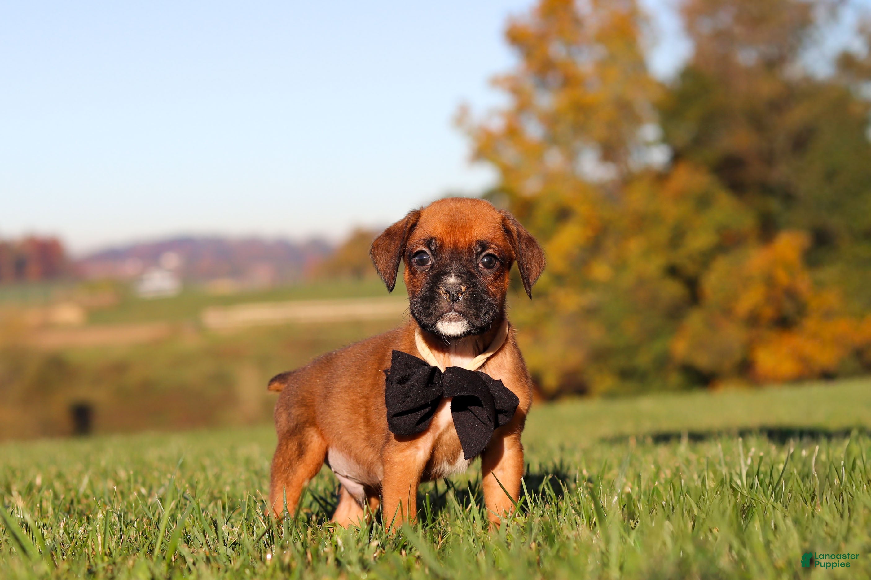 Boxer dogs Rocky - Ad 1