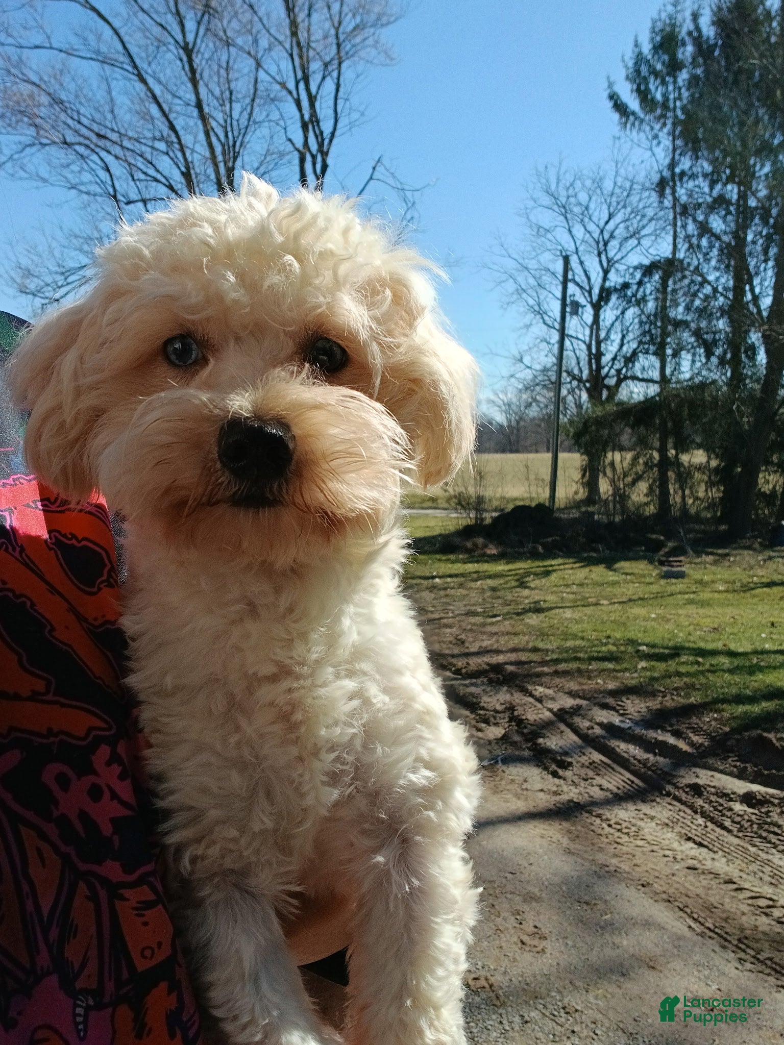 Maltipoo dogs for sale: Blue eye Theodore - Ad 4