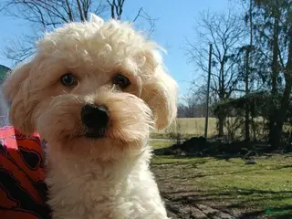 Maltipoo dogs for sale: Blue eye Theodore - Ad 4