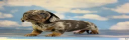 Miniature Dachshund dogs for sale: AKC Pixel SH blue dappled DNA OFA  - Ad 10