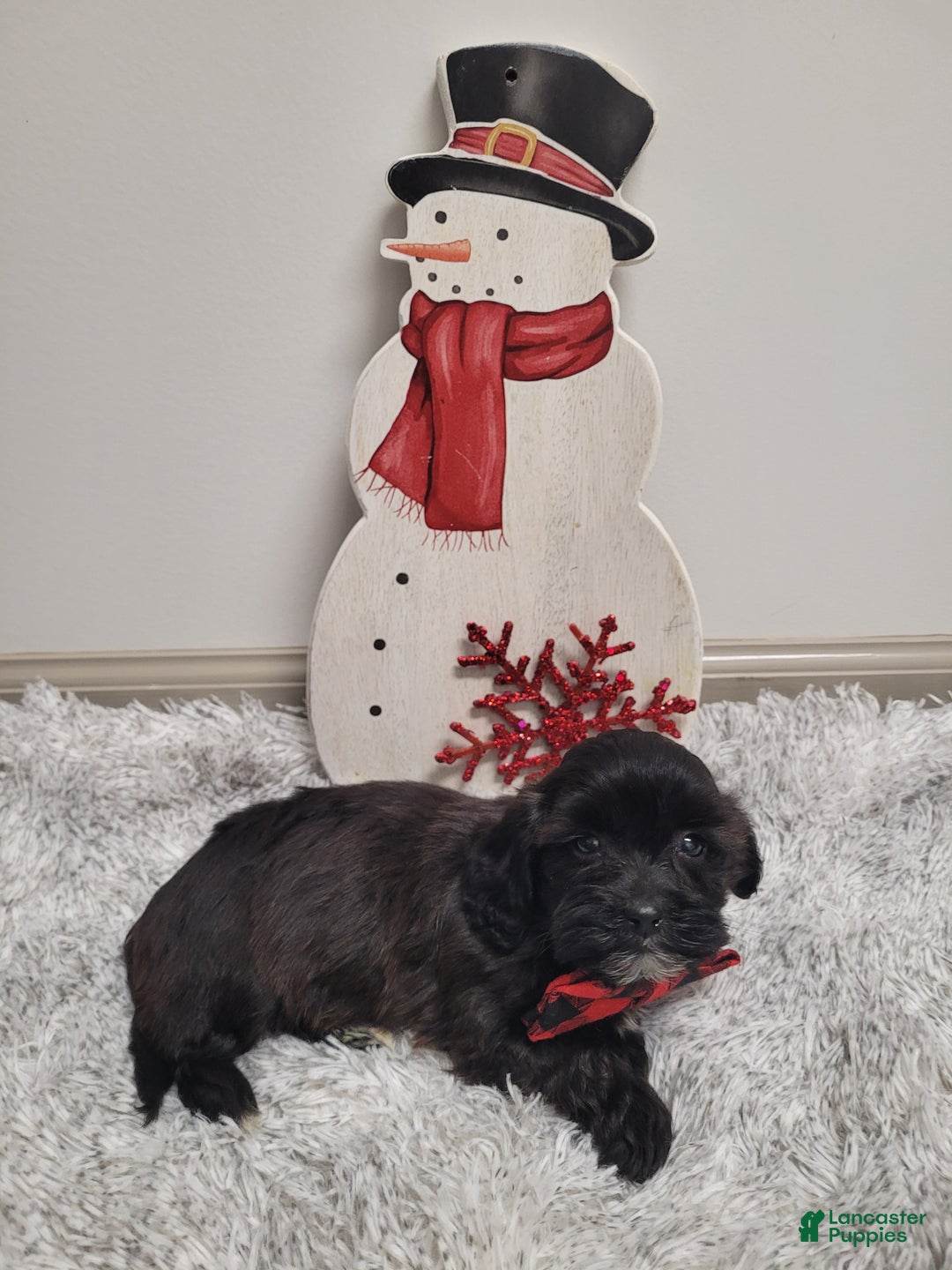 Shihpoo dogs for sale: Shadow - Ad 6