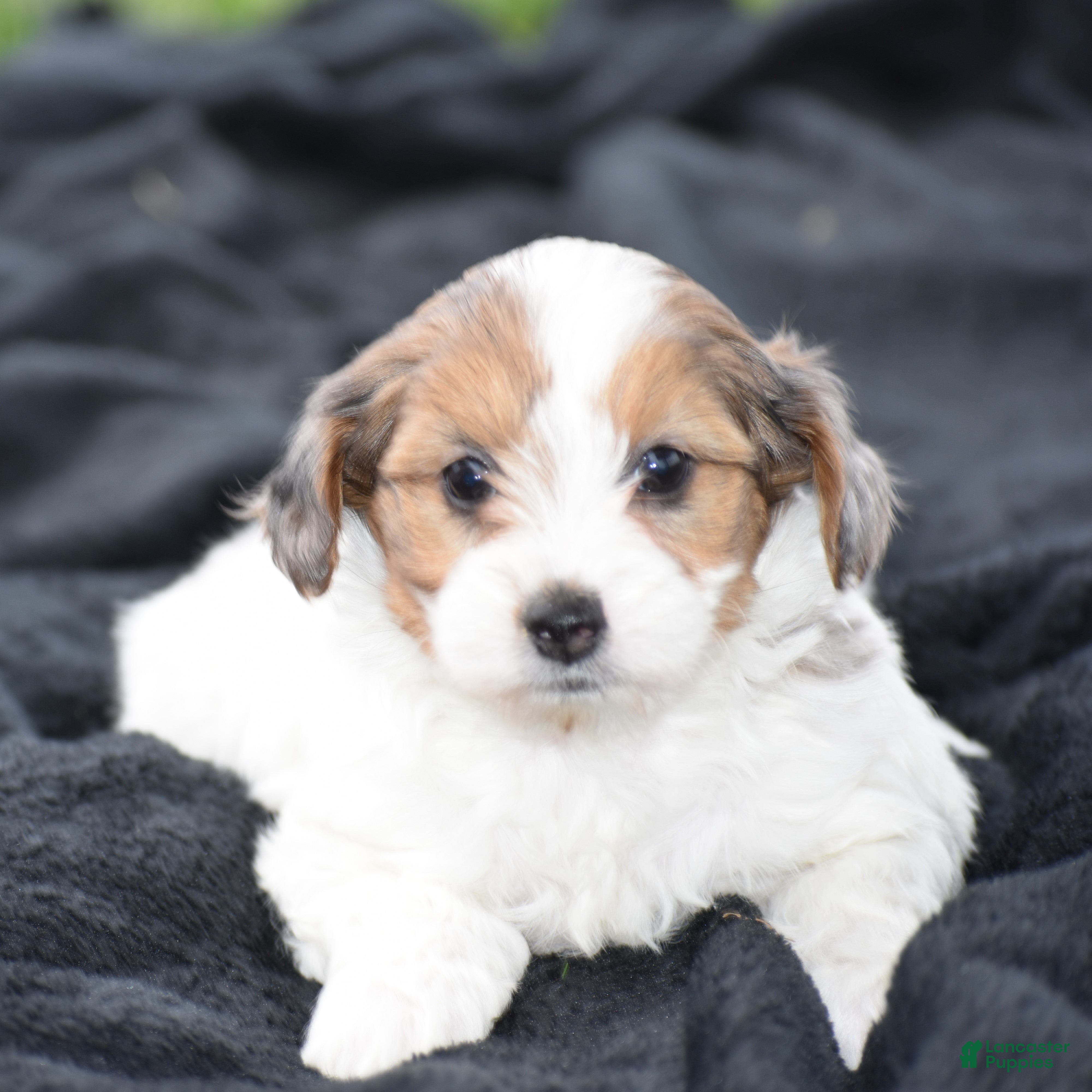 Yorkiepoo dogs Violet - Ad 2