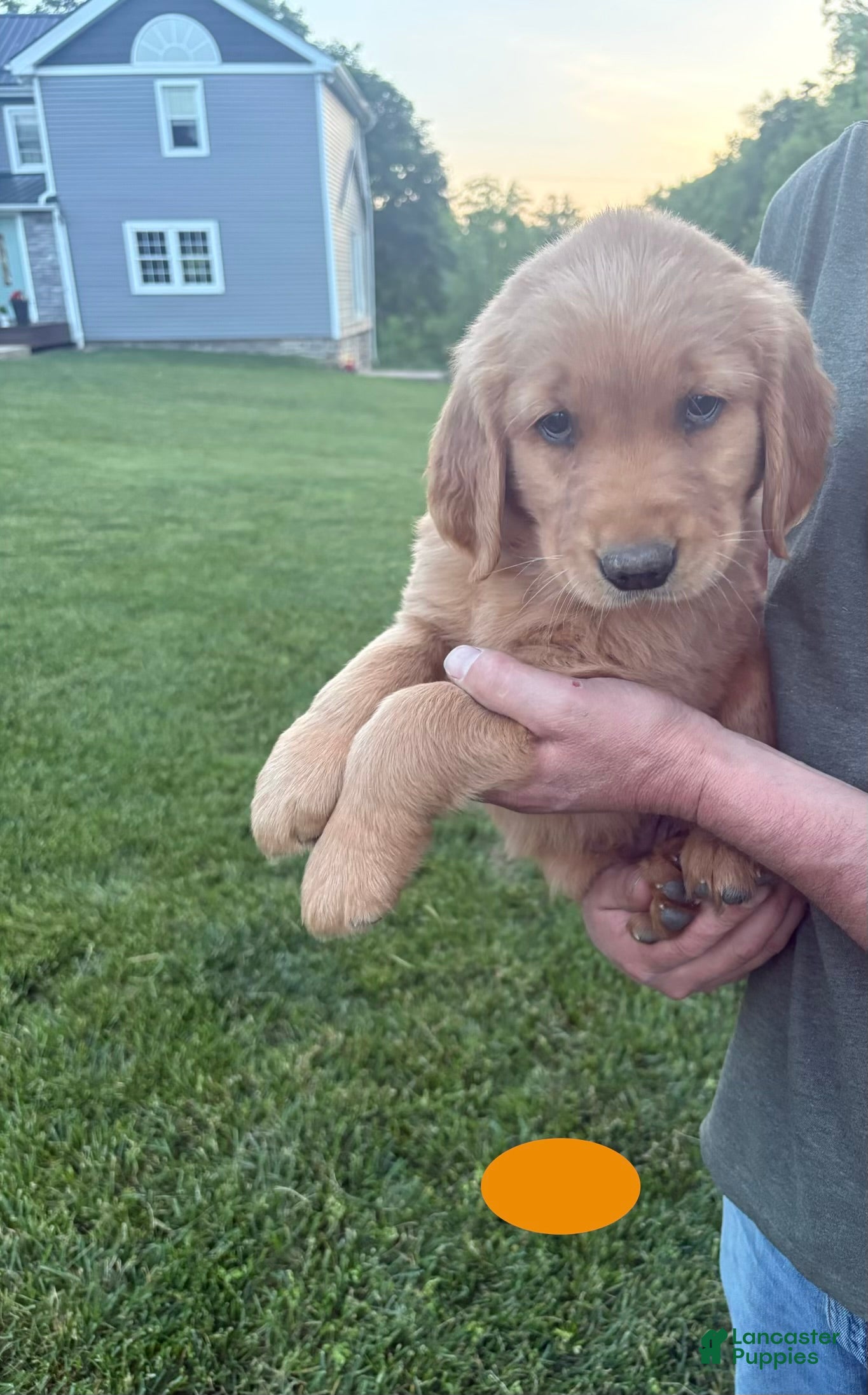 Golden Retriever dogs for sale: Jax - Ad 5