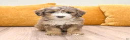 Mini Bernedoodle dogs for sale: Lady - Ad 4